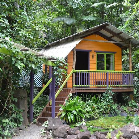 Rainforest Hideaway Cape Tribulation Exteriör bild