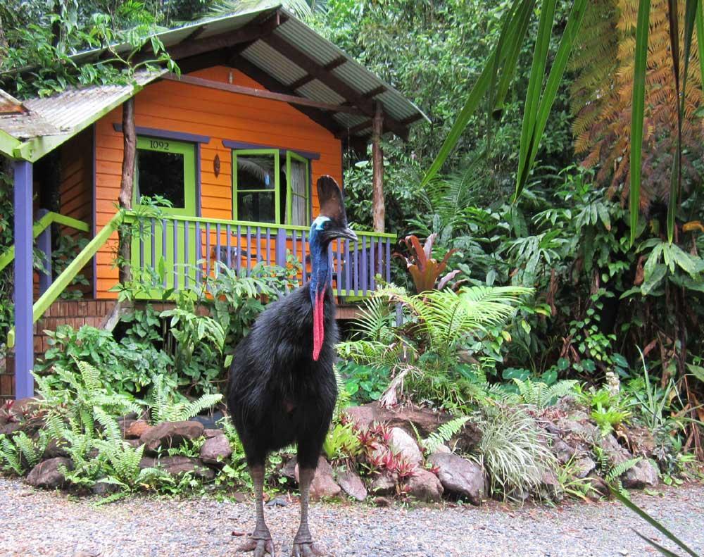 Rainforest Hideaway Cape Tribulation Exteriör bild